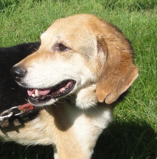 Hunde aus Italien suchen ein Zuhause!!! Ein ganzes Leben
