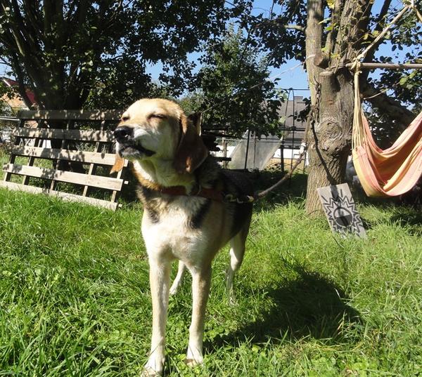 Hunde aus Italien suchen ein Zuhause!!! Ein ganzes Leben