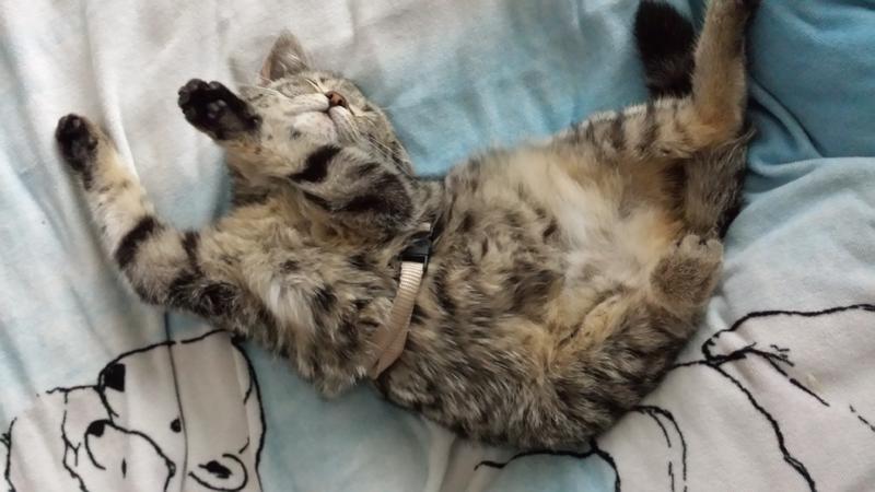 Verdacht auf FIP. Was nun ? Katzen Forum
