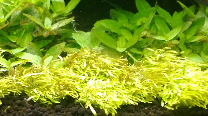 Sind das Algen? Was tun? Algen im Aquarium Aquascaping Forum