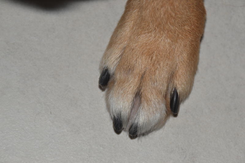 Schwarze Hundekrallen Blutgefäße/Nerven Krallen schneiden