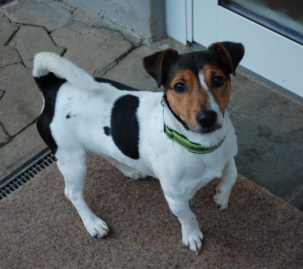 Sammy, Jack Russel, geb. 30.01.2012 Zuhause gefunden