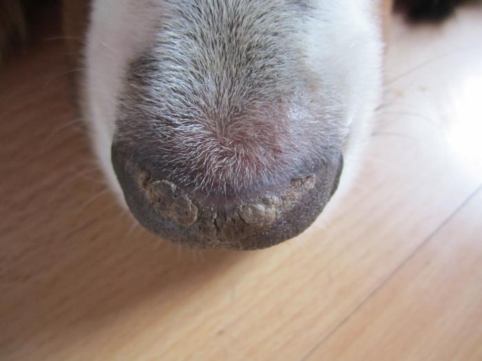 Sehr lange Krankengeschichte, suche Hilfe Gesunde Hunde