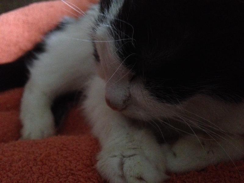 Convenia Spätfolgen? Katzen Forum