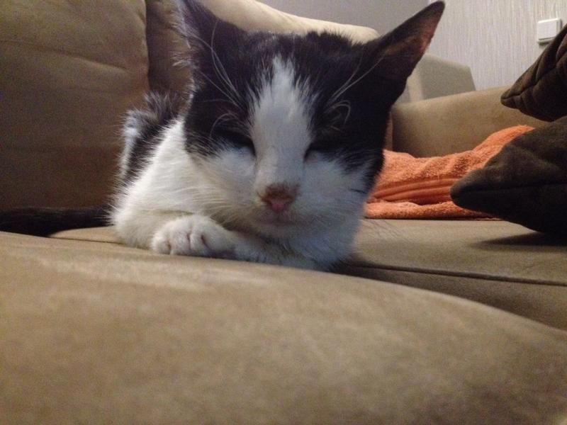 Convenia Spätfolgen? Katzen Forum