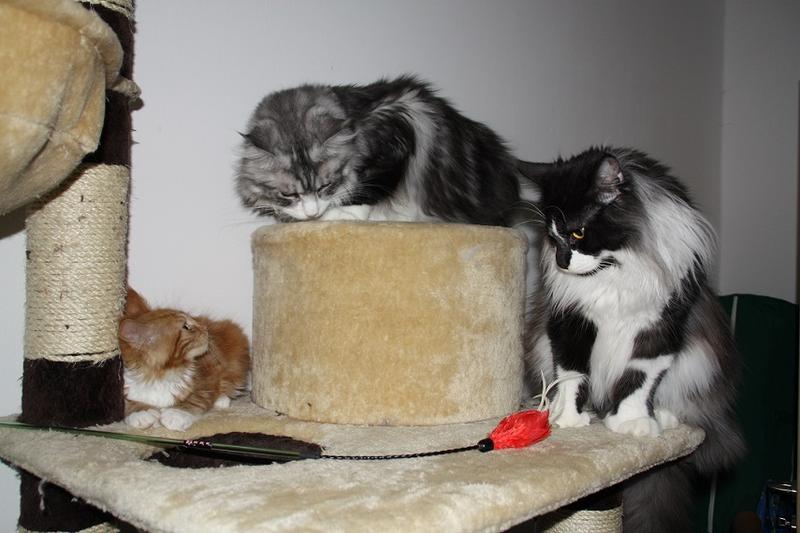 Maine Coon Seite 1099 Katzen Forum
