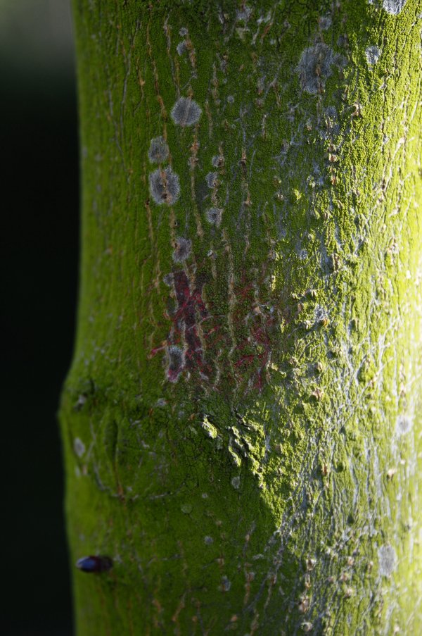 Was sind das für Flecken am Stamm? Mein schöner Garten Forum