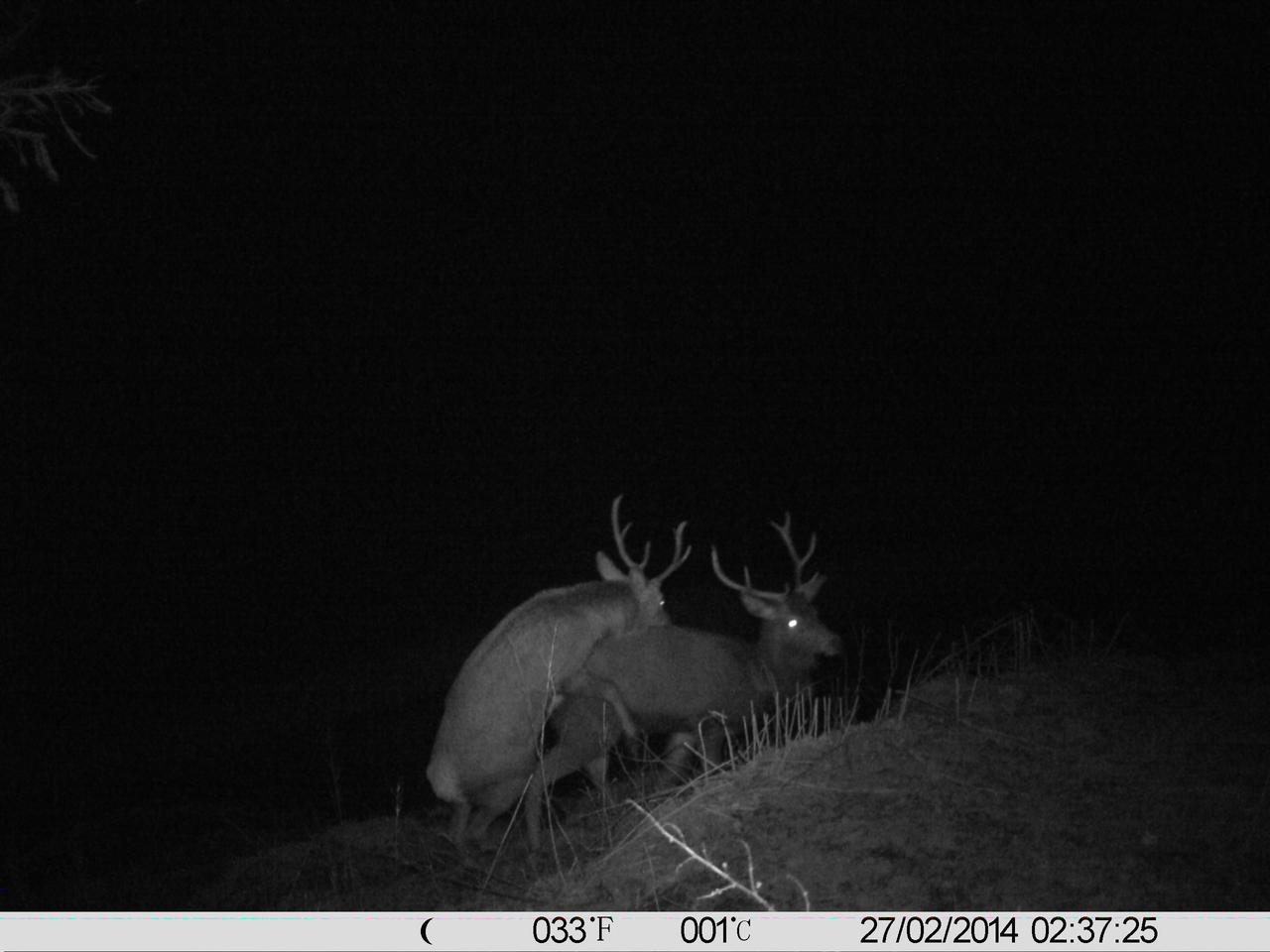 Wildbilder von der Wildkamera Seite 358 Wild und Hund