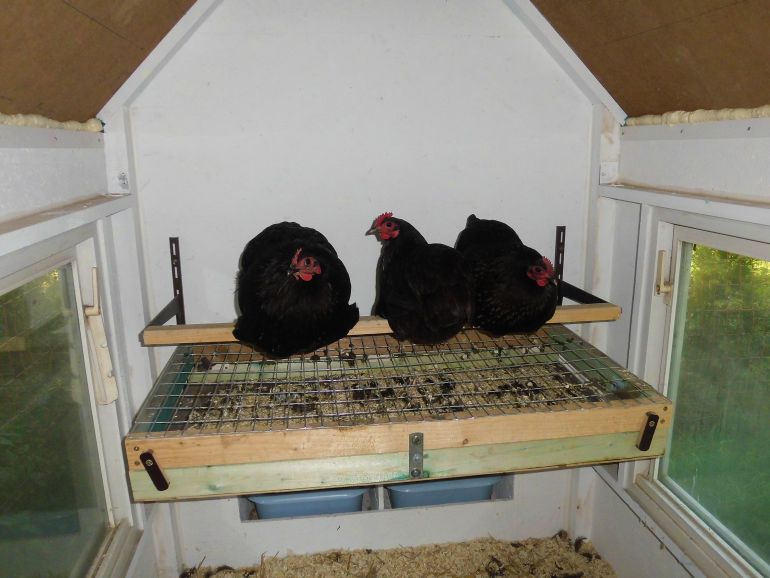 Wieviel Meter Sitzstangen für Zwerghühner?