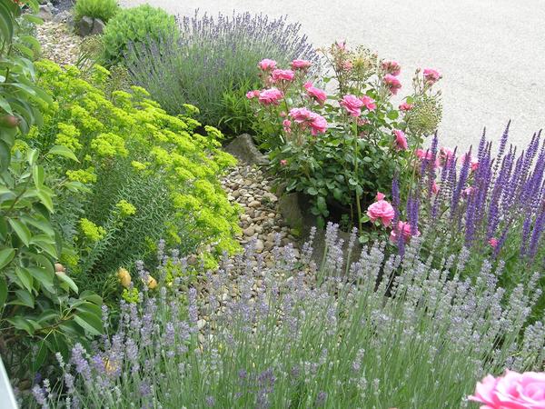 Blumen für schmales Beet Page 2 Mein schöner Garten Forum
