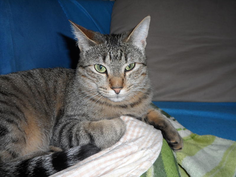 Bindehautentzündung Euphrasia Frage Katzen Forum