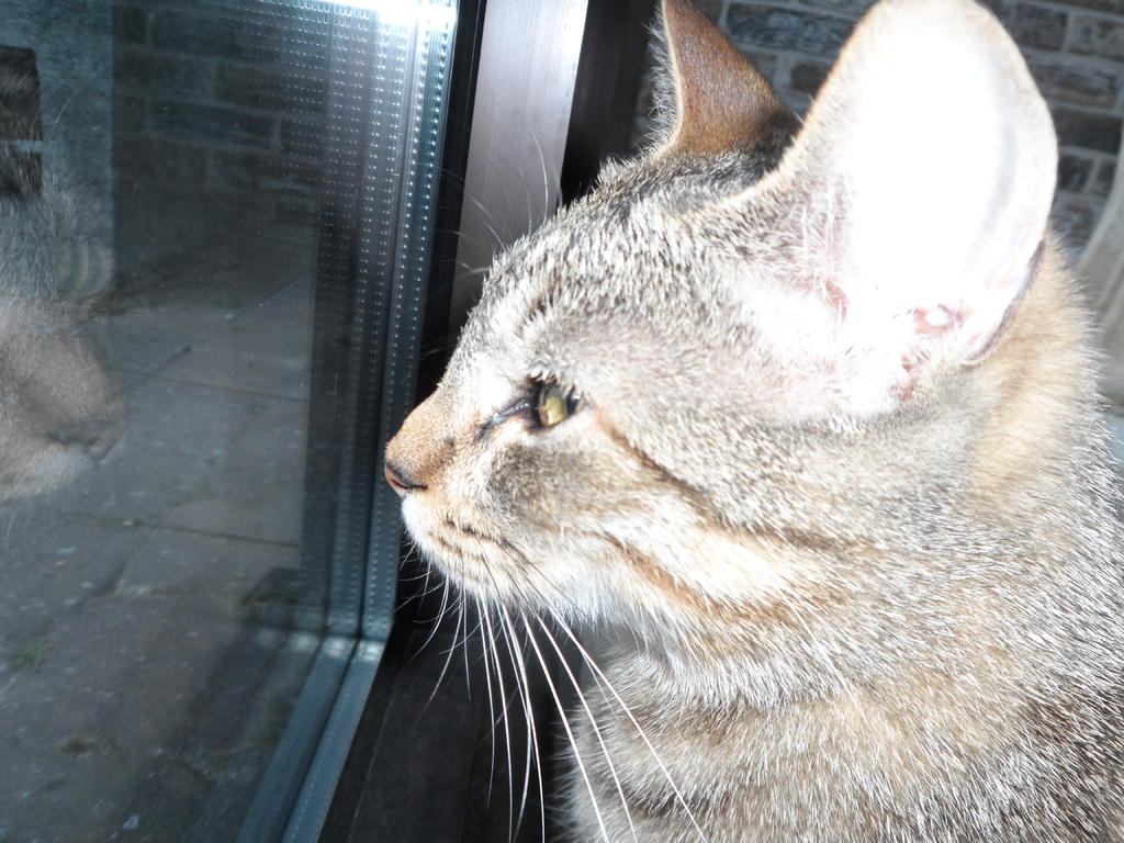 Bindehautentzündung Euphrasia Frage Katzen Forum