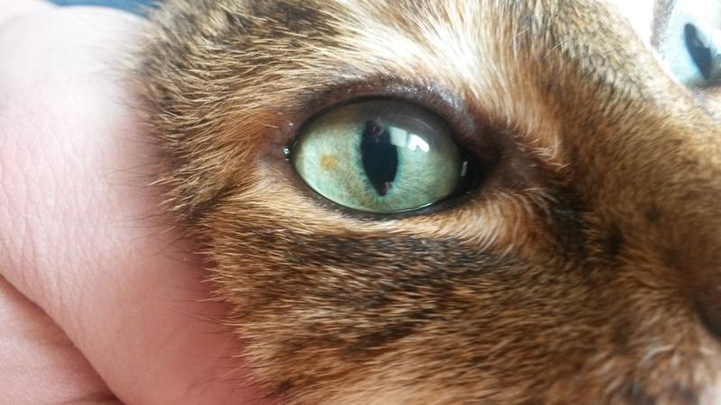 hellbrauner Fleck auf der Iris harmlos oder Melanom? Katzen Forum