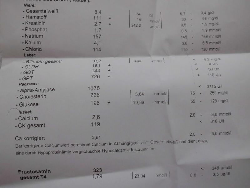 Nierenkrise bei CNI? Diabetes? bitte um Hilfe vor TABesuch mit 15 j
