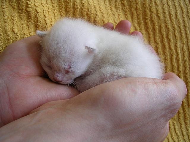 Ab wann Kitten an Menschen gewöhnen?! Katzenforum MietzMietz das