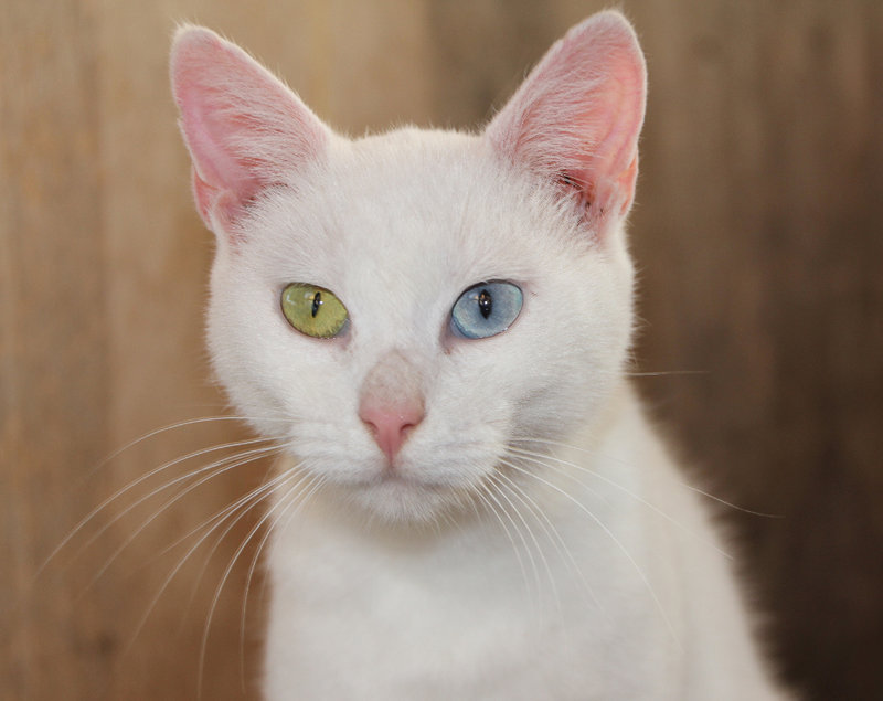 Europa Blanche, w, junge weiße Oddeyed Katze, leider FIV