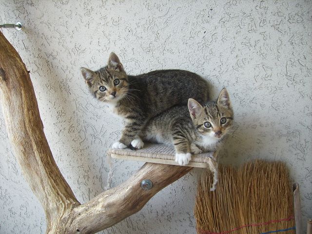 Katzen Forum Niemandskatzen