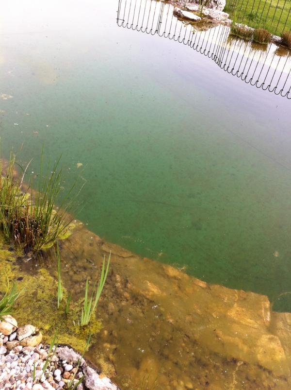 Hilfe! Braune Algen (Bilder) ist der Kies schuld am