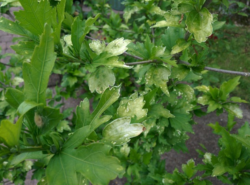 Weiße Flecken auf Hibiskus Mein schöner Garten Forum