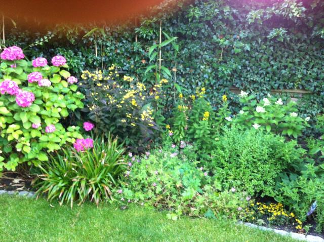 Pflanztipps Sorten etc. Mein schöner Garten Forum