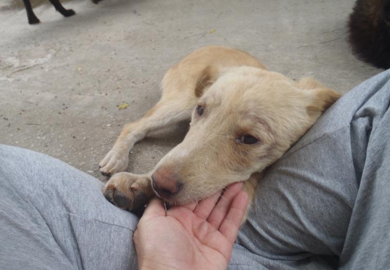 DemodexMilben Probleme mit den Pfoten VerlassenePfoten.de