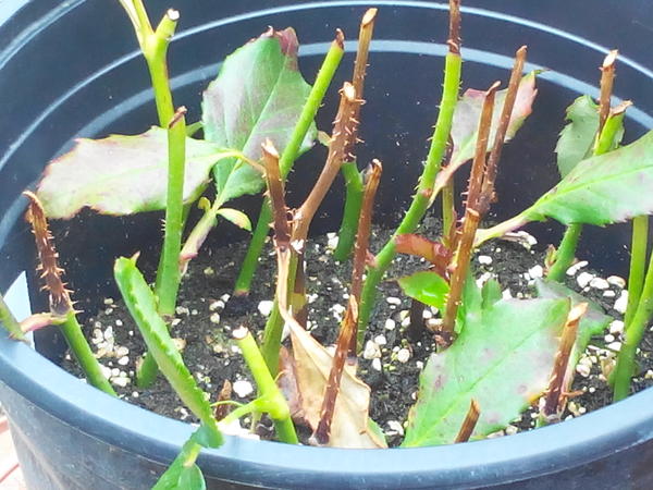 Rosen (und Kartoffeln) Mein schöner Garten Forum