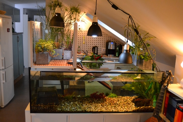 Vorstellung meines Krötenaquariums