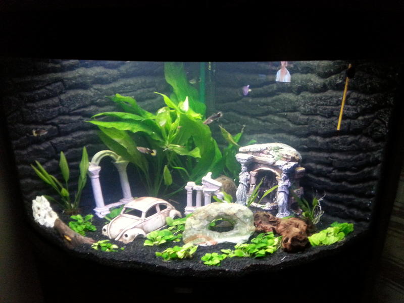 190L Juwel Trigon Eckaquarium „Atlantis“ zierfischforum.info