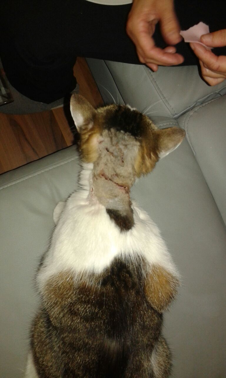 Katzen Forum EhlersDanlos Syndrom