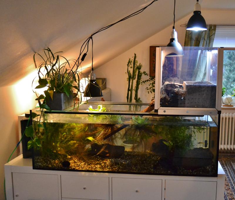 UVLampe richtig plazieren und Beleuchtungsdauer