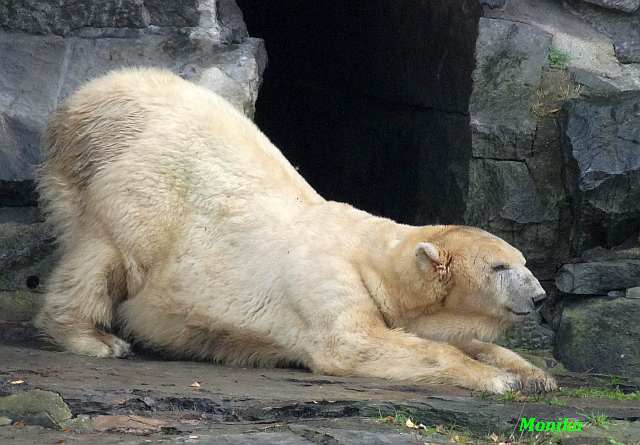 Forum Übersicht Tierpark Tonya krank, Nico hautnah, süßer Nachwuchs