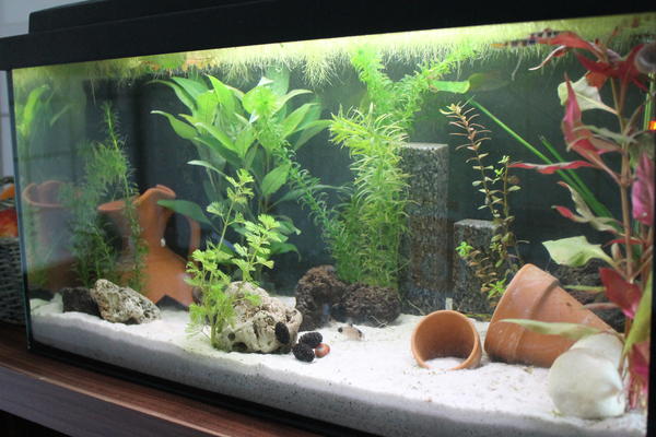 Mein 54l Gesellschaftsbecken zierfischforum.info