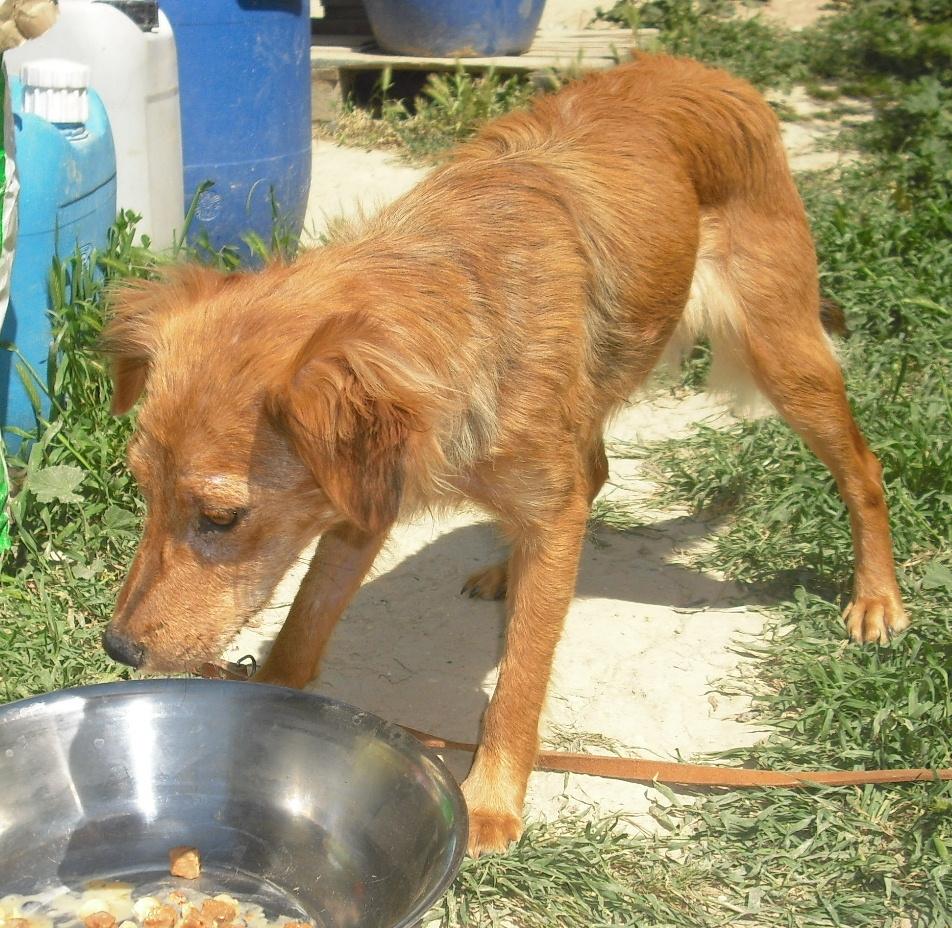 Leishmaniose, (k)ein Grund, sich für einen Hund zu entscheiden?!