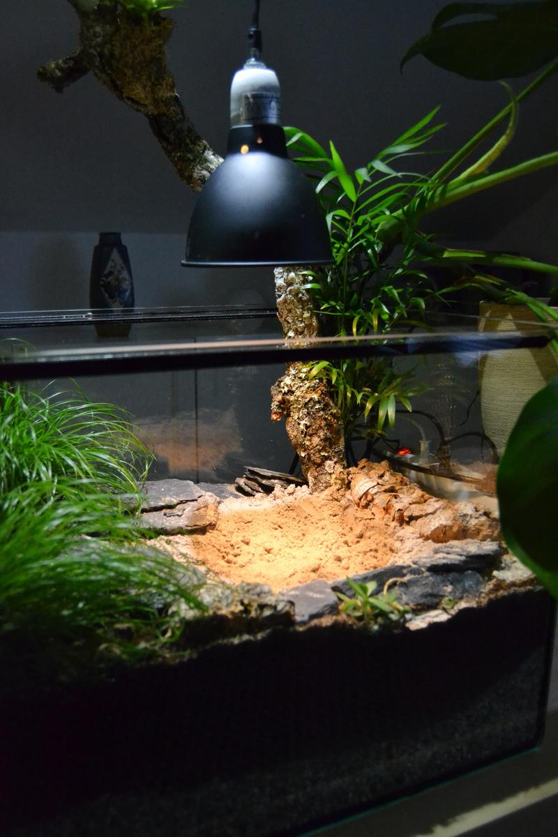 SchildkrötenAquarium, Guppys und was man alles falsch