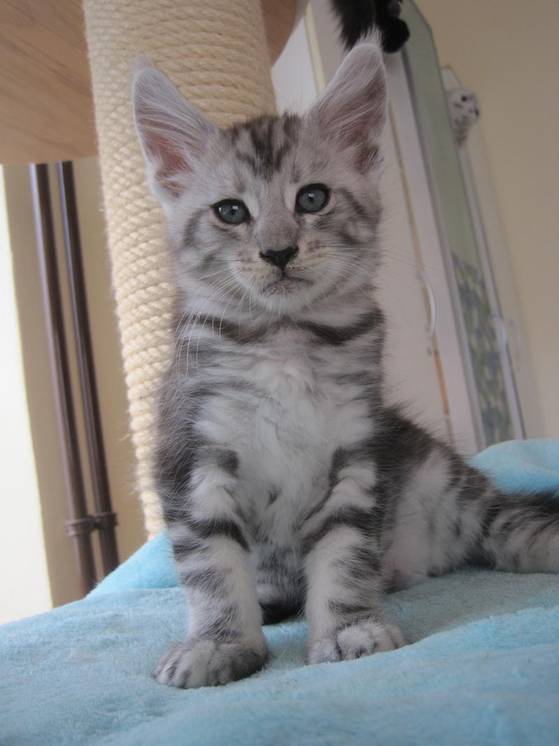 Gewichtsentwicklung Maine Coon Kater Katzen Forum