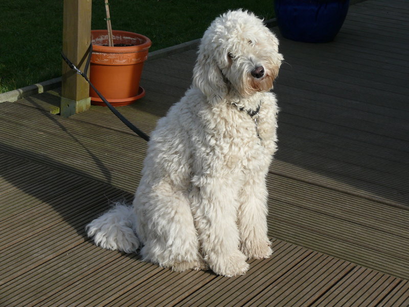 PudelMischlinge = Edelhybriden? Seite 5 Pudelforum.de