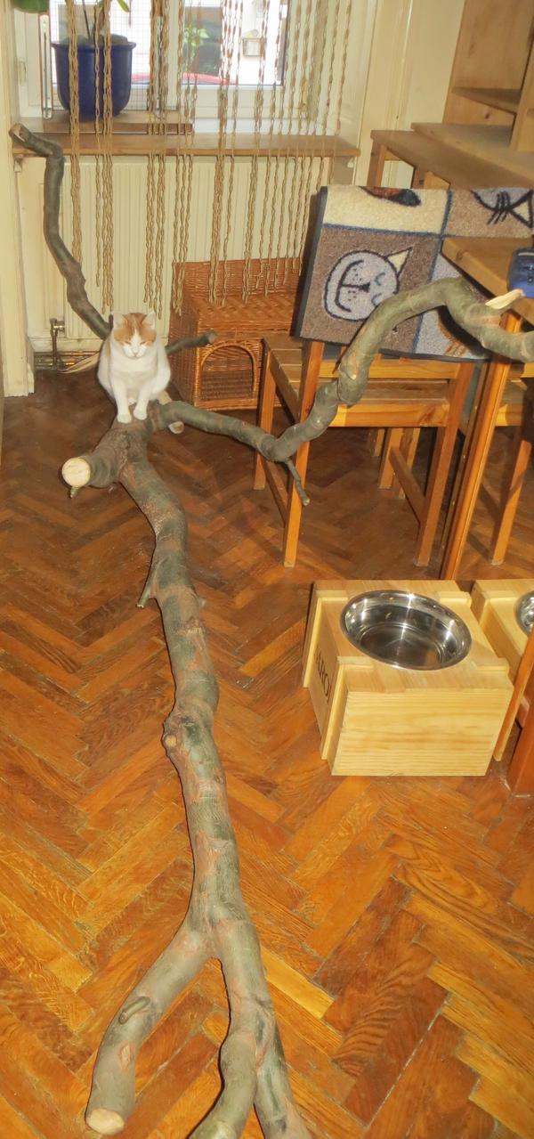 Katzenkratzbaum selber Bauen Naturholz Katzenforum.at seit 2009