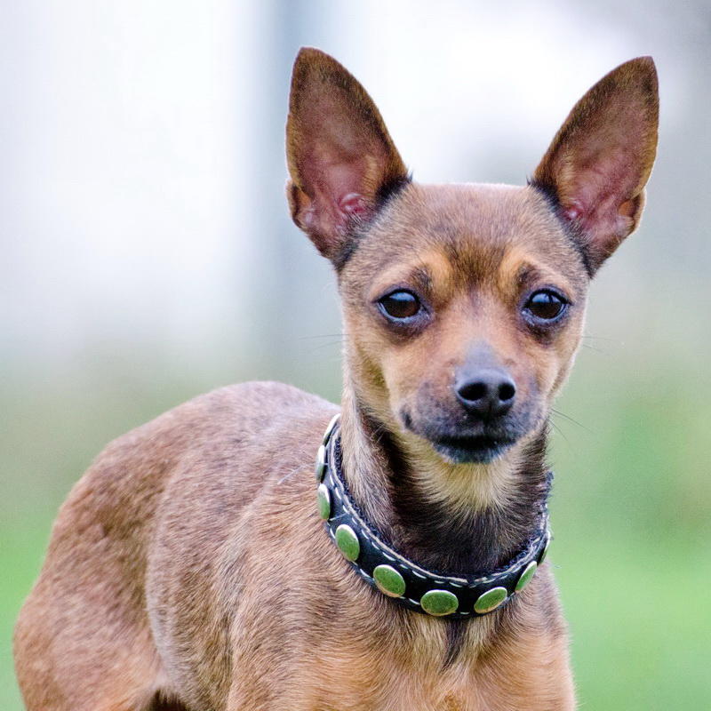 Tierheim Gießen GOLDIE, 4 Jahre, ZwergpinscherChihuahua