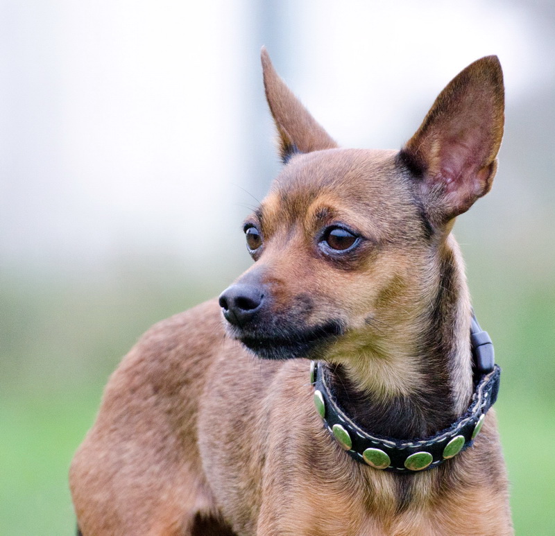 Tierheim Gießen GOLDIE, 4 Jahre, ZwergpinscherChihuahuaMix