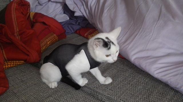 HILFE Katze leckt sich an Kastrationsnarbe Seite 2 Katzen Forum