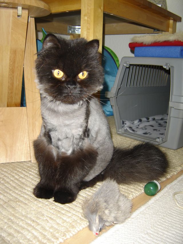 fotos von katzen die geschoren wurden! Katzen Forum