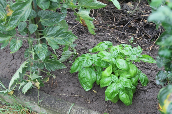 Chaoskultur oder Mischkultur Page 5 Mein schöner