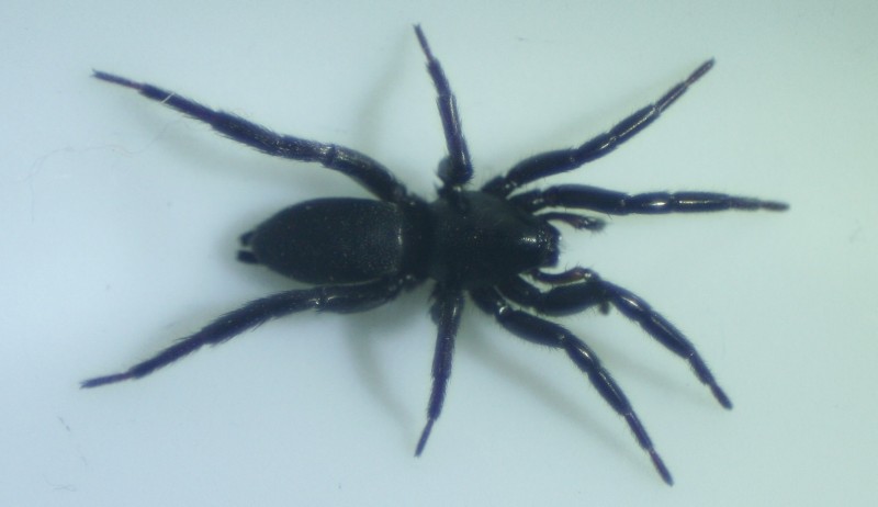 schwarze Spinne 7mm aus der Werkstatt