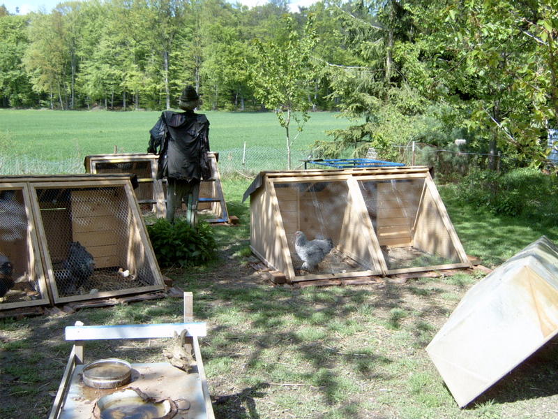 Gluckenund Kükenstall bauen