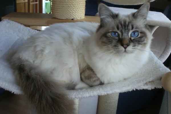 Heilige Birma Seite 10 Katzen Forum