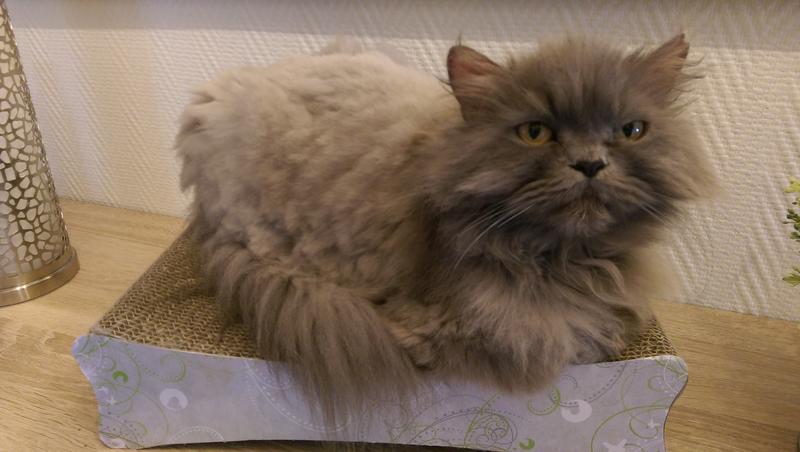 fotos von katzen die geschoren wurden! Seite 6 Katzen Forum Das