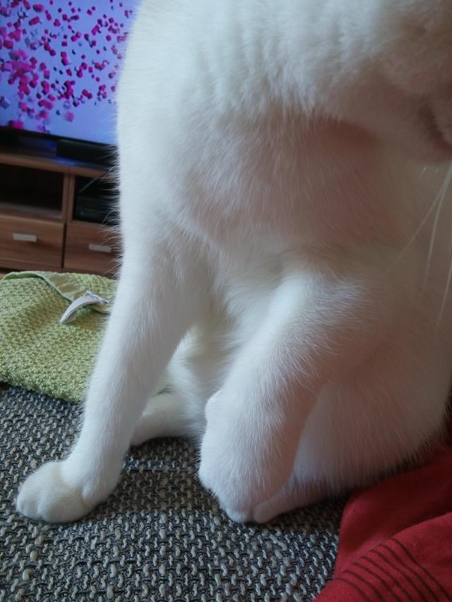 Katze hat eine dicke Pfote und humpelt Katzen Forum