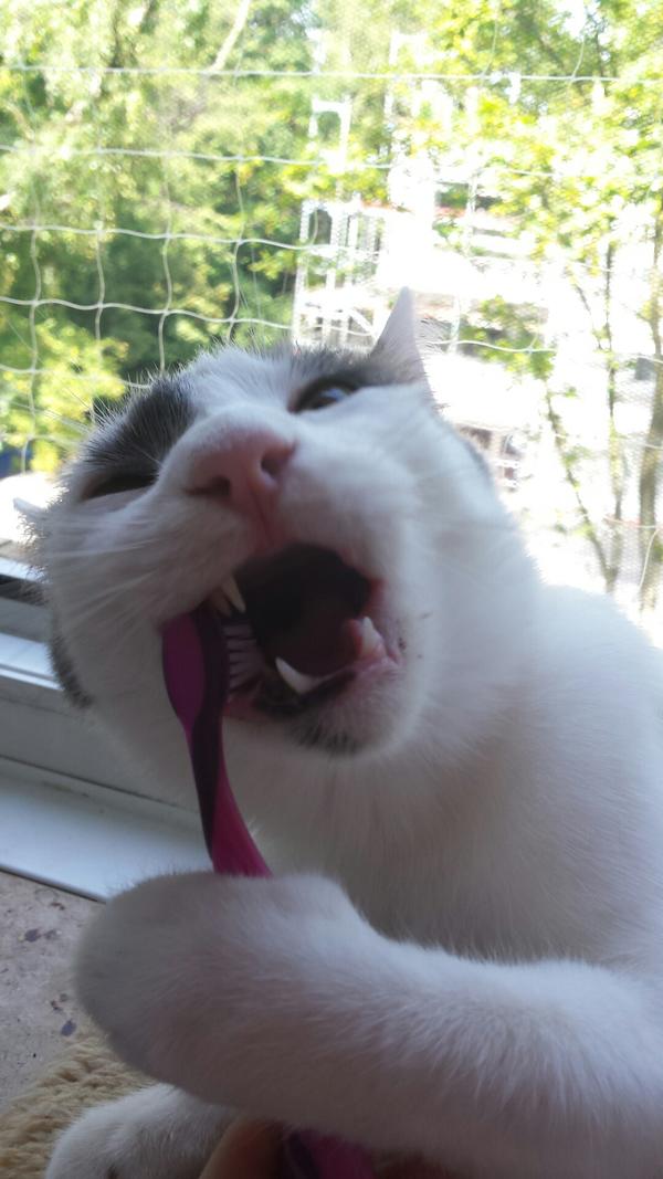 Juvenile Gingivitis (Zahnfleischentzündung) Katzen Forum