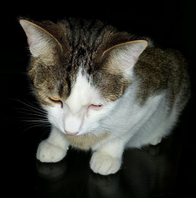 Auge tränt immer wieder mal Katzen Forum