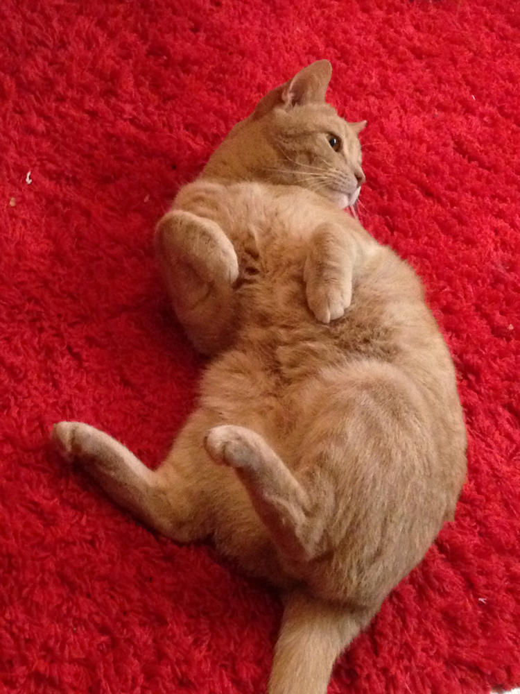 Fragen zur HCM Katze